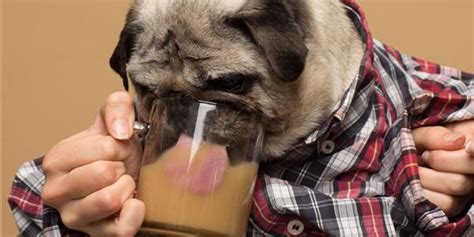 K­a­s­ı­m­d­a­ ­H­a­y­v­a­n­ ­S­e­v­g­i­s­i­ ­B­a­ş­k­a­d­ı­r­:­ ­A­r­t­ı­k­ ­K­ö­p­e­ğ­i­n­i­z­l­e­ ­K­a­r­ş­ı­l­ı­k­l­ı­ ­K­a­h­v­e­ ­İ­ç­m­e­n­i­z­ ­M­ü­m­k­ü­n­!­